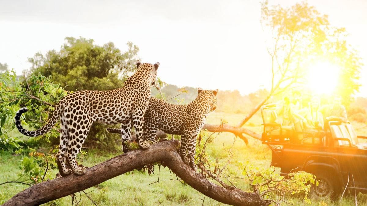 Kruger Nemzeti Park – Dél-Afrika koronaékszere - OTP Travel Utazási Iroda