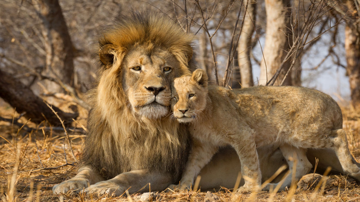 Kruger Nemzeti Park – Dél-Afrika koronaékszere - OTP Travel Utazási Iroda