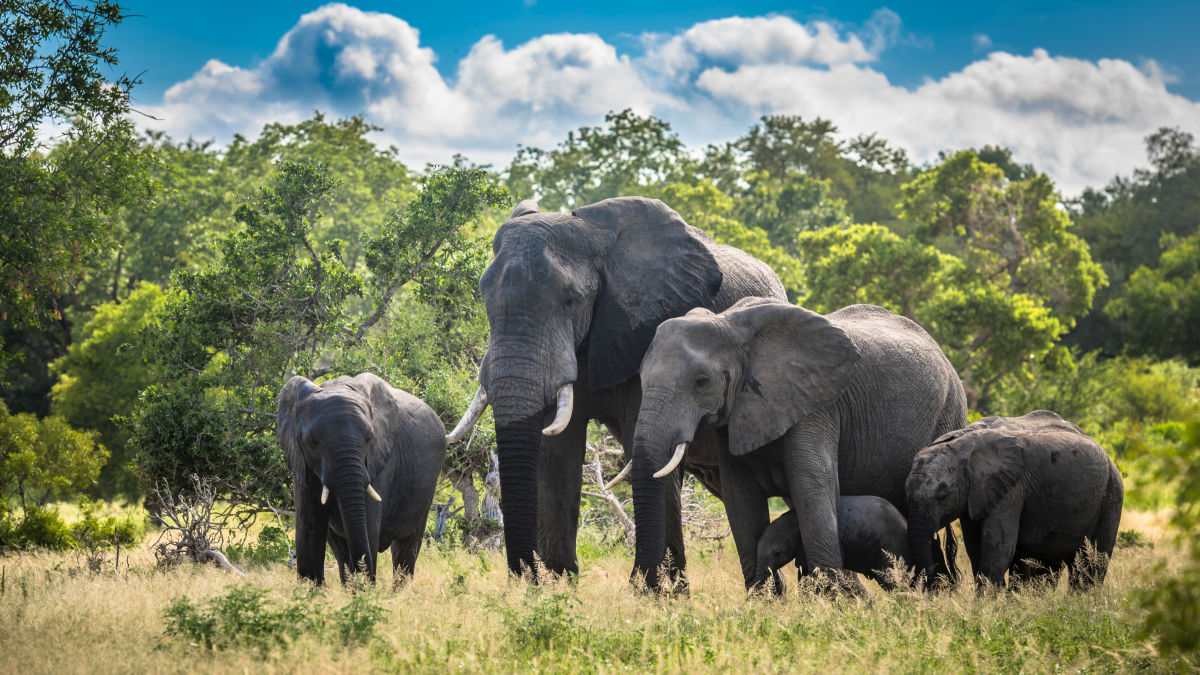 Kruger Nemzeti Park – Dél-Afrika koronaékszere - OTP Travel Utazási Iroda