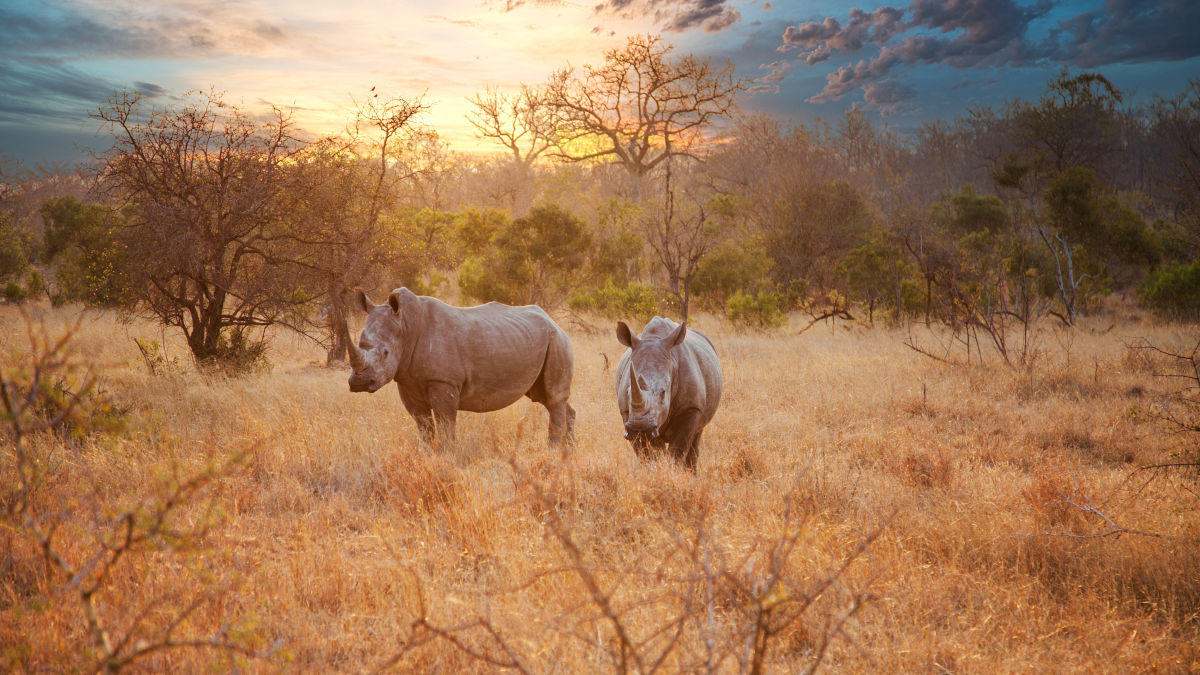 Kruger Nemzeti Park – Dél-Afrika koronaékszere - OTP Travel Utazási Iroda