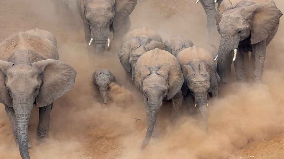 Dél-Afrika, Szafari és körutazás a Garden Route mentén - utazásszervező utazási iroda