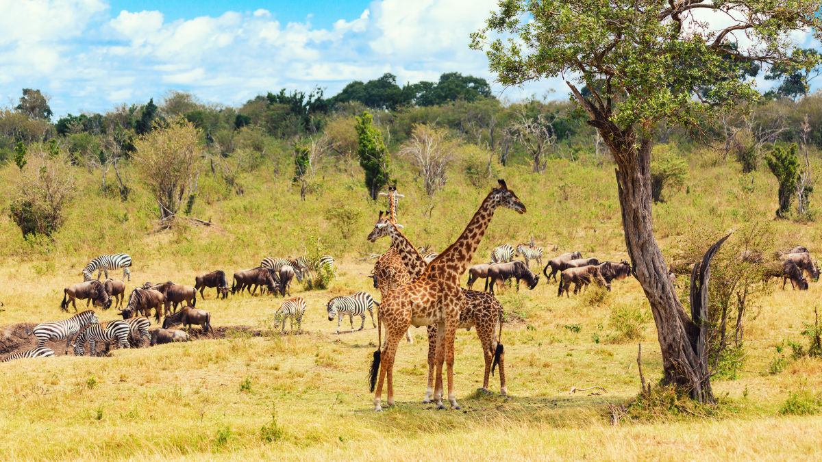 Kenyai kalandok – szafari körutazás pihenéssel - OTP Travel utazásán!