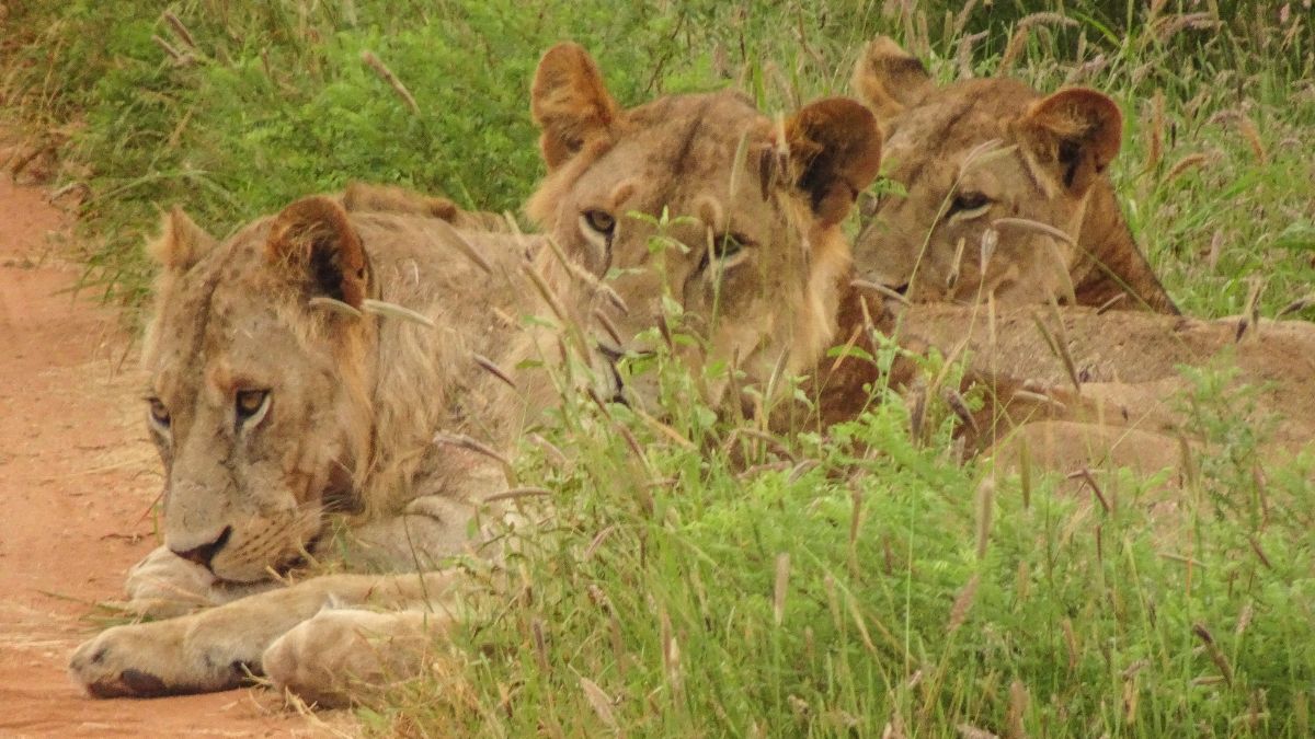 Kenyai kalandok – szafari körutazás pihenéssel - OTP Travel utazásán!